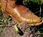 Fire Ant Boots