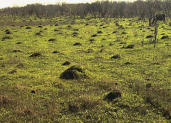 Fire Ant Hills